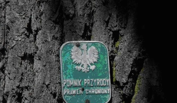 Spacer przyrodniczo-historyczny „Olsztyn miastem pięknej przyrody”