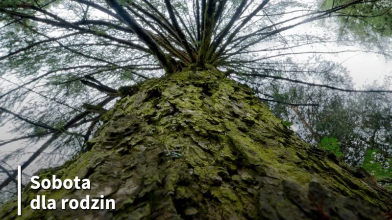 Drzewa w kosmetyce i symbolice słowiańskiej