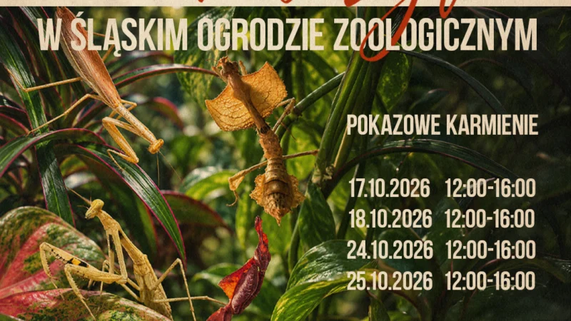 Wystawa żywych MODLISZEK w Śląskim ZOO